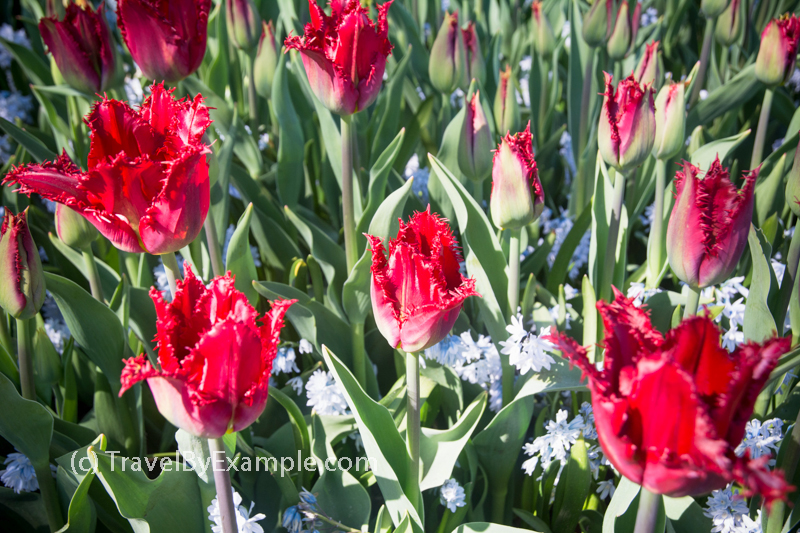 Your Guide To Tulips Season In The Netherlands - Travel By Example